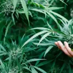 Weed Firm 2 MOD